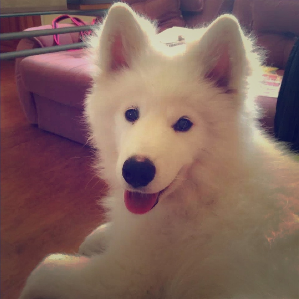 Meet your Posher, Iris